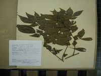 Herbarium sample